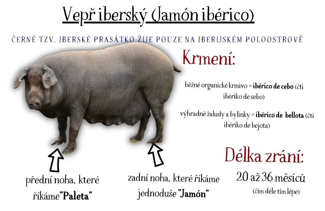 jamon_iberico_nazvoslovi